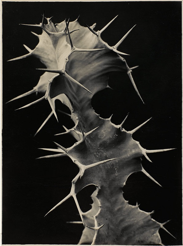 Exposición «Arte y naturaleza» | «Euphorbia grandicornis», Albert Renger-Patzsch, 1992-93 (imagen: CaixaForum)