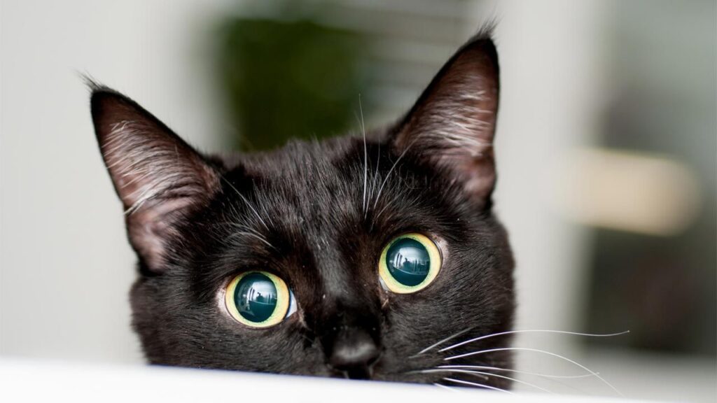 ¿Qué rituales podemos hacer en la noche de difuntos?